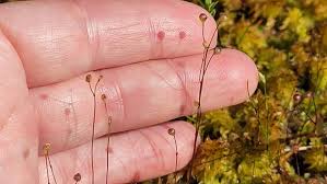 Image result for Utricularia subulata