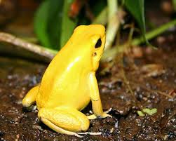 Image result for katak beracun