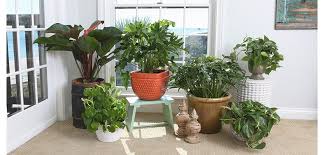 » browse the full list of philodendrons ( or see recent additions) » search by characteristics (height, bloom color, etc. Philodendron Costa Farms