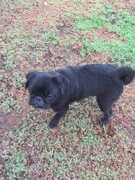 Yavru Pug Ilanlari 2020 Pug Kopek Hayvan