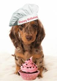 No lie, i'm going out tomorrow to revamp my own dog's name tag with one of these clever, funny and even slightly inappropriate dog tag sayings. Birthday Happy Birthday Dachshund Dachshund Birthday Happy Birthday Dog