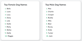 These Are Seattle S Most Popular Pet Names For 2020 News