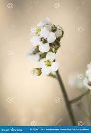 Image result for Crambe hispanica
