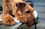 The Terrier Mix Breeds