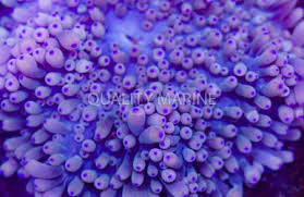 Image result for Aneilema spekei