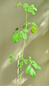 Scented Leaf Moringa Oleifera My Edible Bonsai First Salad With Moringa Leaves