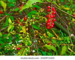 Image result for Petiveriaceae