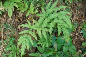 Image result for Pteris