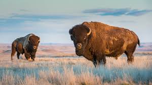 Bison Gored A Woman Multiple Times After She Tried Taking A Picture With It In Yellowstone National Park Marketwatch