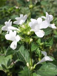 Image result for Barleria galpinii