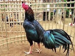 Ayam Ciparage Ayam Petarung Khas Indonesia Memang Ada Selama Ini Masyarakat Umum Jika Ditanya Tentang Jenis Ayam Adua Beautiful Chickens Rooster Game Fowl