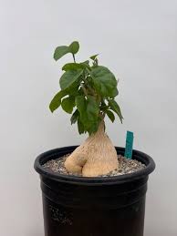 Image result for Pyrenacantha