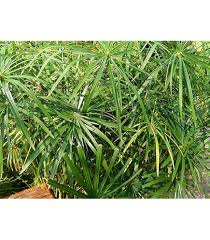 Image result for Cyperus kirkii