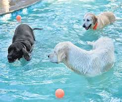 To adopt the labrador puppy, there are lots of pet shop in your cities and website where you will find lots of labrador puppy for sale in chennai. Not Pawsed By The Pandemic The New Indian Express