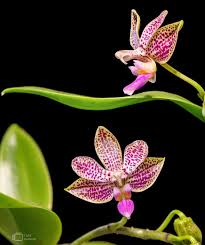 Image result for Landolphia violacea