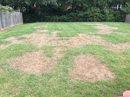 How to fix dead spots in st augustine grass. How To Treat Brown Patches In Your St Augustine Grass