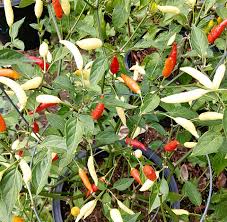 Image result for Capsicum baccatum
