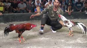 Turnamen Sabung Ayam Di Thailand Part 5 Ayam Petarung Thailand Pesiar Ayam