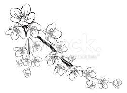 Black And White Cherry Blossom Clip Art Stock Illustration 35341962 Cherry Blossoms Black And White Jpg 556 406 Dragon Sleeve Tattoos Sakura Tattoo Blossom Tattoo