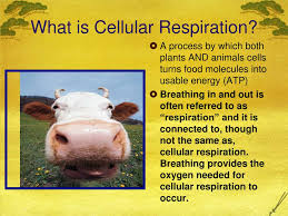 What is a simple explanation of cellular respiration? Ppt Photosynthesis And Cellular Respiration Powerpoint Presentation Free Download Id 6518755