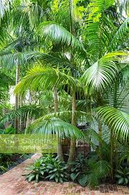 Image result for Ptychosperma elegans