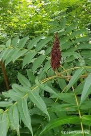 Image result for Anacardiaceae