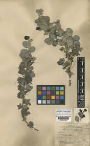 Image result for Crossopetalum