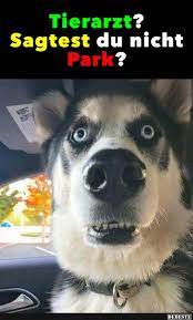 Lustige bilder von mädchen ohne inschriften. Tierarzt Sagtest Du Nicht Park Lustige Tierbilder Lustige Hund Bilder Lustig