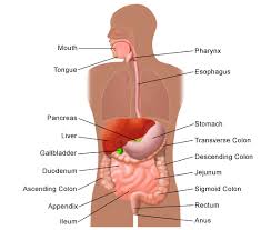 The organs aren't really on your back they are situated between the framework of your body on the right side you have the the right lung, the abdominal pain that starts with dull aching in the middle of the abdomen that gradually becomes more severe and becomes located in the lower right abdomen. Anatomy And Function Of The Liver