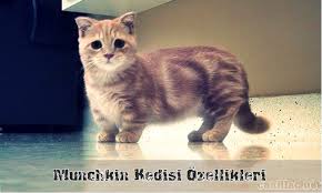 Munchkin Kedisi Ozellikleri Ve Bakimi Canlilar Net