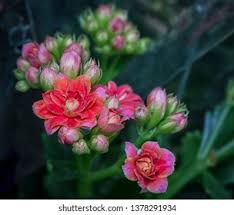 Image result for Kalanchoe rosalina