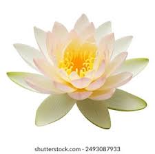 Image result for Lotus wildii