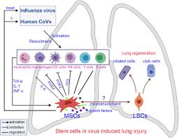 Maybe you would like to learn more about one of these? Stem Cell Therapies For Treatment Of Influenza Virus And Download Scientific Diagram