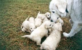 Maybe you would like to learn more about one of these? Maremma Sheepdog Burke S Backyard