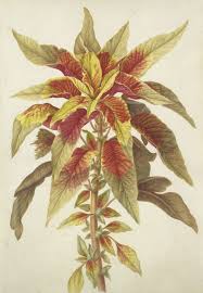 Pin By Rinna Clanuwat On Nhd Botany Botanical Drawings Plant Art Botanical Painting