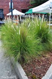 When browsing landscape photos, think about curb appeal above all else; Earth Shattering Gardening Pool Landscaping Tropical Landscaping Ornamental Grasses