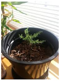 We did not find results for: Baby Giant Sequoia In Winter