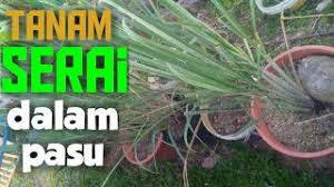 Jika ada menanam serai dalam pasu berikut ada beberapa tip yang boleh dipraktikkan supaya serai gemuk dan subur merimbun. Mudahnya Tanam Serai Dalam Pasu Youtube