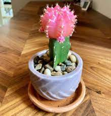 A moon cactus is very easy to take care of. Why Is Your Moon Cactus Dying And Can It Be Saved A Natural Curiosity