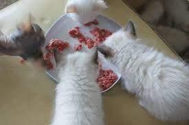 Natural Cat Food Recipes Healthy Cat Food Homemade Cat Food Cat Food