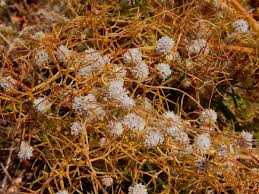 Image result for Cuscuta approximata