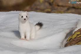 Image result for Ermine 1958 Imperial