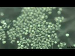 Betta Eggs Hatching Just Betta Youtube