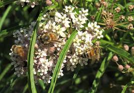 Image result for Asclepias foliosa