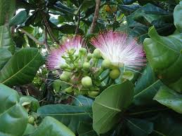 Image result for Barringtonia asiatica