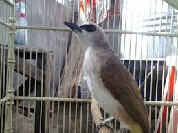 2 cara akurat melatih burung trucukan supaya cepat nggaruda. Cara Merawat Trucukan Agar Cepat Gacor
