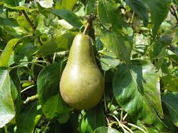 Poire Abate Origine Culture Entretien Consommation Ooreka
