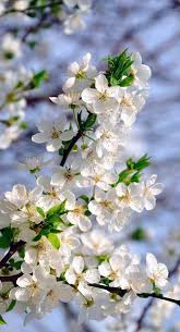 Check spelling or type a new query. Pin Su Flowers