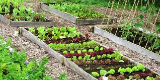You're very welcome to follow our adventure. Small Year Round Veg Patch