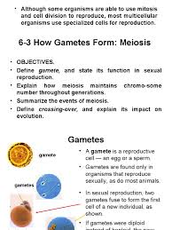 The cell does normal cell activities during interphase. Ch 6 3 How Gametes Form Meiosis Ploidy